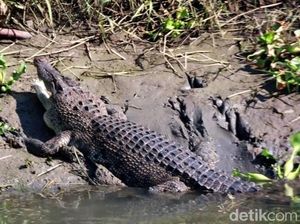 Buaya Kerap Muncul di Sungai Gebang Sidoarjo, BKSDA Minta Warga Waspada Buaya Kerap Muncul di Sungai Gebang Sidoarjo, BKSDA Minta Warga Waspada