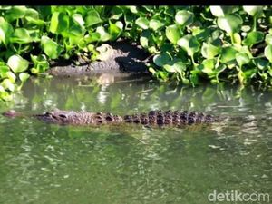 Pria di Sumsel Tewas Diterkam Buaya Pria di Sumsel Tewas Diterkam Buaya