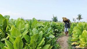 Musim Kemarau Petani Tembakau Lumajang Raup Cuan Ratusan Juta