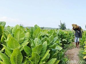 Musim Kemarau Petani Tembakau Lumajang Raup Cuan Ratusan Juta Musim Kemarau Petani Tembakau Lumajang Raup Cuan Ratusan Juta