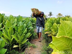 Tolak PP Kesehatan, Petani Tembakau Sebut Gerus Pendapatan