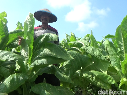 Berkah Kemarau Bikin Petani Tembakau Lumajang Raup Cuan Ratusan Juta