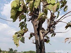Pohon Terbakar Saat Hujang Mengguyur di Kuningan, Kades: Fenomena Biasa