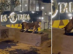 Video Anjing Gali Kuburan untuk Kucing Mati, Netizen Terharu