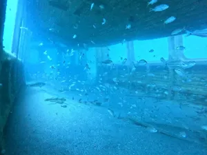 Gerbong Kereta Ditenggelamkan, Jadi Rumah Penyu dan Terumbu Karang di Atlantik