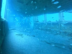 Gerbong Kereta Ditenggelamkan, Jadi Rumah Penyu dan Terumbu Karang di Atlantik