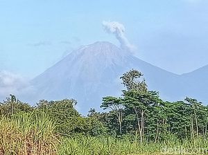 Catatan Erupsi Gunung Semeru 2 Bulan Terakhir, Kolom Abu Tertinggi 800 Meter