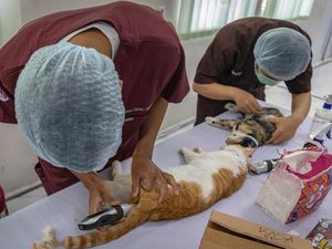 Hari Rabies Sedunia, Anjing-Kucing Divaksinasi Hari Rabies Sedunia, Anjing-Kucing Divaksinasi