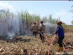 Kebakaran Hebat Ludeskan 30 Hektare Lahan Tebu di Lumajang