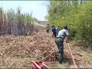 Kepanikan Warga Saat 30 Hektare Lahan Tebu Lumajang Terbakar Kepanikan Warga Saat 30 Hektare Lahan Tebu Lumajang Terbakar