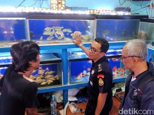 Pasar Splendid Disidak Cari Ikan Aligator, Hasilnya Mengejutkan Pasar Splendid Disidak Cari Ikan Aligator, Hasilnya Mengejutkan