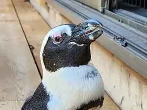 Cerita Penguin yang Kabur dan Selamat karena Badai Jepang Cerita Penguin yang Kabur dan Selamat karena Badai Jepang