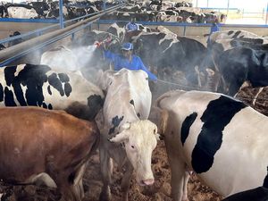 Penyakit PMK Merajalela Infeksi Sapi di Libya