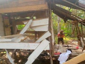 Lagi! Kawanan Gajah Liar Rusak Pondok Warga di Musi Rawas Lagi! Kawanan Gajah Liar Rusak Pondok Warga di Musi Rawas