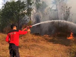15 Hektare Lahan Mangga dan Lontar di Karangasem Terbakar