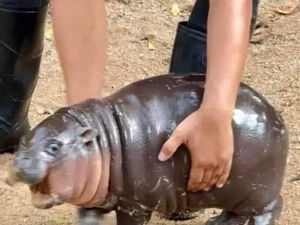 Imutnya Bayi Kuda Nil di Thailand, Langsung Jadi Seleb Imutnya Bayi Kuda Nil di Thailand, Langsung Jadi Seleb