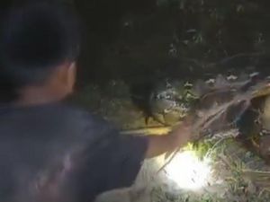 Bermodalkan Seutas Tali, Bocah Ini Nekat Tangkap Ular Ukuran 7 Meter Bermodalkan Seutas Tali, Bocah Ini Nekat Tangkap Ular Ukuran 7 Meter