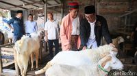 Momen Ridwan Kamil Blusukan ke Pasar Kambing Tanah Abang