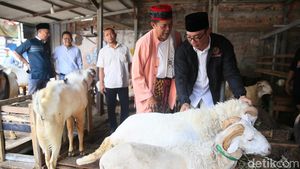 Momen Ridwan Kamil Blusukan ke Pasar Kambing Tanah Abang