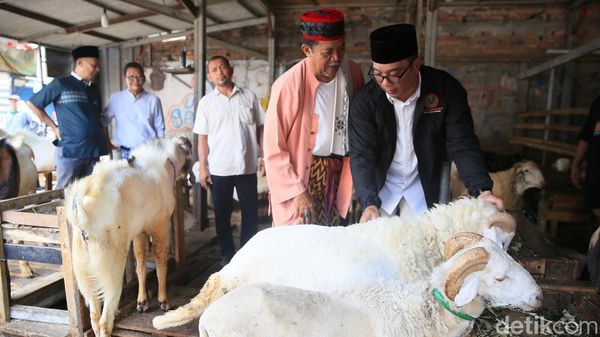 Momen Ridwan Kamil Blusukan ke Pasar Kambing Tanah Abang