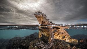 Ada Indonesia di Jawara Kontes Ocean Photographer of the Year 2024