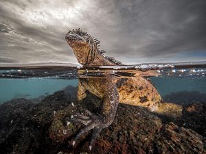 Ada Indonesia di Jawara Kontes Ocean Photographer of the Year 2024