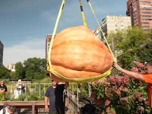 Wow! Labu Raksasa 817 Kg Ini Pecahkan Rekor Rusia Wow! Labu Raksasa 817 Kg Ini Pecahkan Rekor Rusia