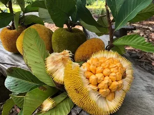 7 Buah Unik Asli Indonesia yang Wajib Kamu Cicipi 7 Buah Unik Asli Indonesia yang Wajib Kamu Cicipi