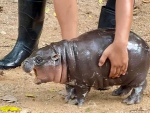 Heboh Bayi Kuda Nil Jadi Seleb di Thailand Heboh Bayi Kuda Nil Jadi Seleb di Thailand
