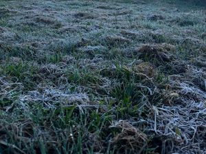 Brr! Suhu di Dieng 0 Derajat Pagi Tadi, Muncul Embun Es Brr! Suhu di Dieng 0 Derajat Pagi Tadi, Muncul Embun Es