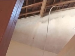 Hii! 2 Ular Tali Picis Buyarkan Acara Ngopi Pak Dukuh Wotawati Gunungkidul