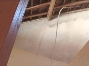 Hii! 2 Ular Tali Picis Buyarkan Acara Ngopi Pak Dukuh Wotawati Gunungkidul Hii! 2 Ular Tali Picis Buyarkan Acara Ngopi Pak Dukuh Wotawati Gunungkidul