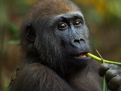 Gorila yang Rawat Luka Sendiri Bisa Jadi Kunci Penemuan Obat