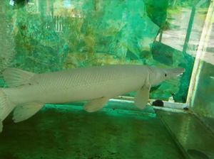 Mengenal Ikan Aligator Gar yang Dilarang Dipelihara di Indonesia Mengenal Ikan Aligator Gar yang Dilarang Dipelihara di Indonesia