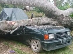 Mobil Sekeluarga Tertimpa Pohon di Kebun Durian Langkat, 3 Tewas