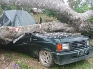 Nahas 3 Orang Sekeluarga di Langkat Tewas Tertimpa Pohon Durian Milik Sendiri Nahas 3 Orang Sekeluarga di Langkat Tewas Tertimpa Pohon Durian Milik Sendiri