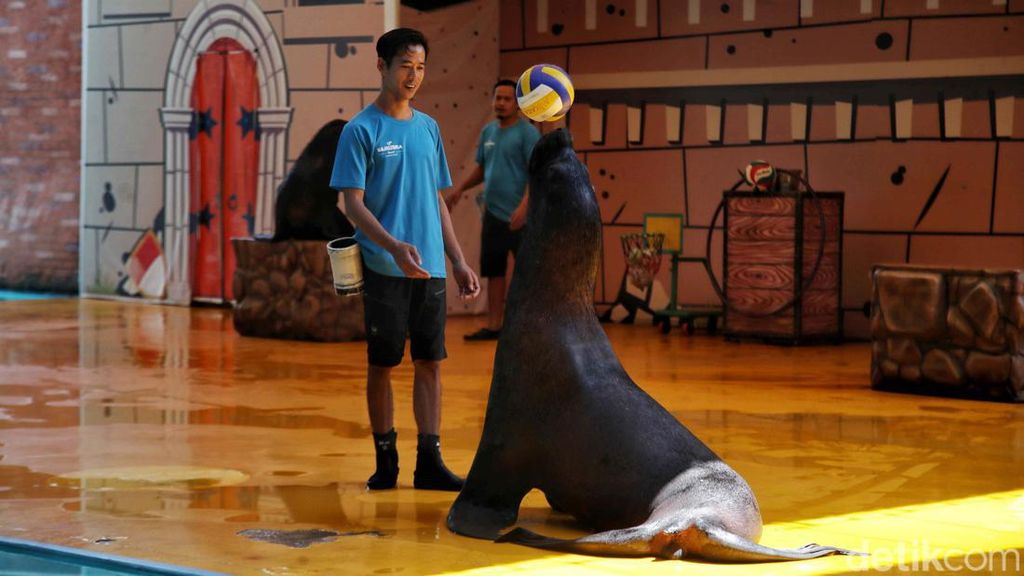 Melihat Aksi Singa Laut yang Bikin Gemes Melihat Aksi Singa Laut yang Bikin Gemes