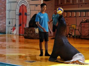 Melihat Aksi Singa Laut yang Bikin Gemes Melihat Aksi Singa Laut yang Bikin Gemes