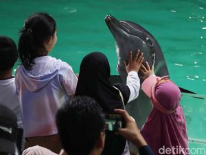 Kisah Tiao, Lumba-lumba yang Sebabkan Kematian Manusia Kisah Tiao, Lumba-lumba yang Sebabkan Kematian Manusia