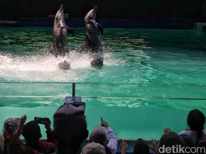 Mengisi Libur Panjang dengan Menikmati Atraksi Lumba-lumba Mengisi Libur Panjang dengan Menikmati Atraksi Lumba-lumba