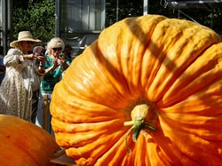 Pemuda Rusia Tumbuhkan Labu Raksasa Nyaris Seberat 1 Ton