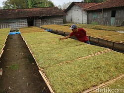 Petani Tembakau Tolak Aturan Rokok, Desak Hal Ini ke Pemerintah