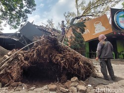 Pohon Pinus Raksasa Tumbang Timpa 3 Bangunan di Bandung