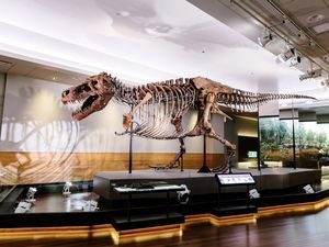 6 Fakta Tentang Sue Si T-Rex, Fosil Dinosaurus yang Paling Terkenal 6 Fakta Tentang Sue Si T-Rex, Fosil Dinosaurus yang Paling Terkenal