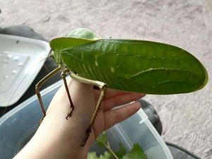 Buset! Hewan Ini Segede Gaban, Sulit Dipercaya Tapi Nyata