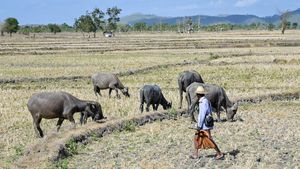 Kala Kerbau Mencari Rumput di Sawah yang Mengering