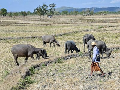 Kala Kerbau Mencari Rumput di Sawah yang Mengering