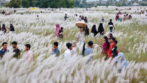 Menikmati Keindahan Ladang Rumput Kans di Bangladesh