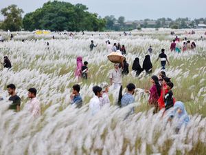 Menikmati Keindahan Ladang Rumput Kans di Bangladesh Menikmati Keindahan Ladang Rumput Kans di Bangladesh