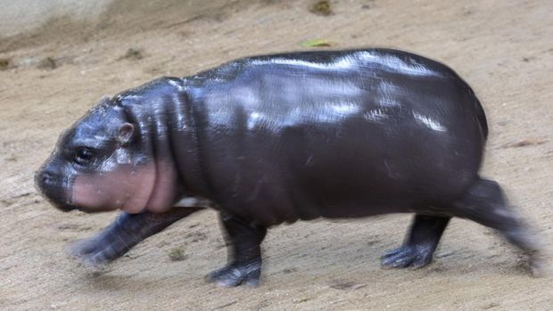 A two-month-old female pygmy hippo named 